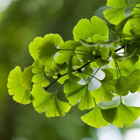 Ginkgo Biloba leaf ingredient used in Neuro Sharp cognitive formula