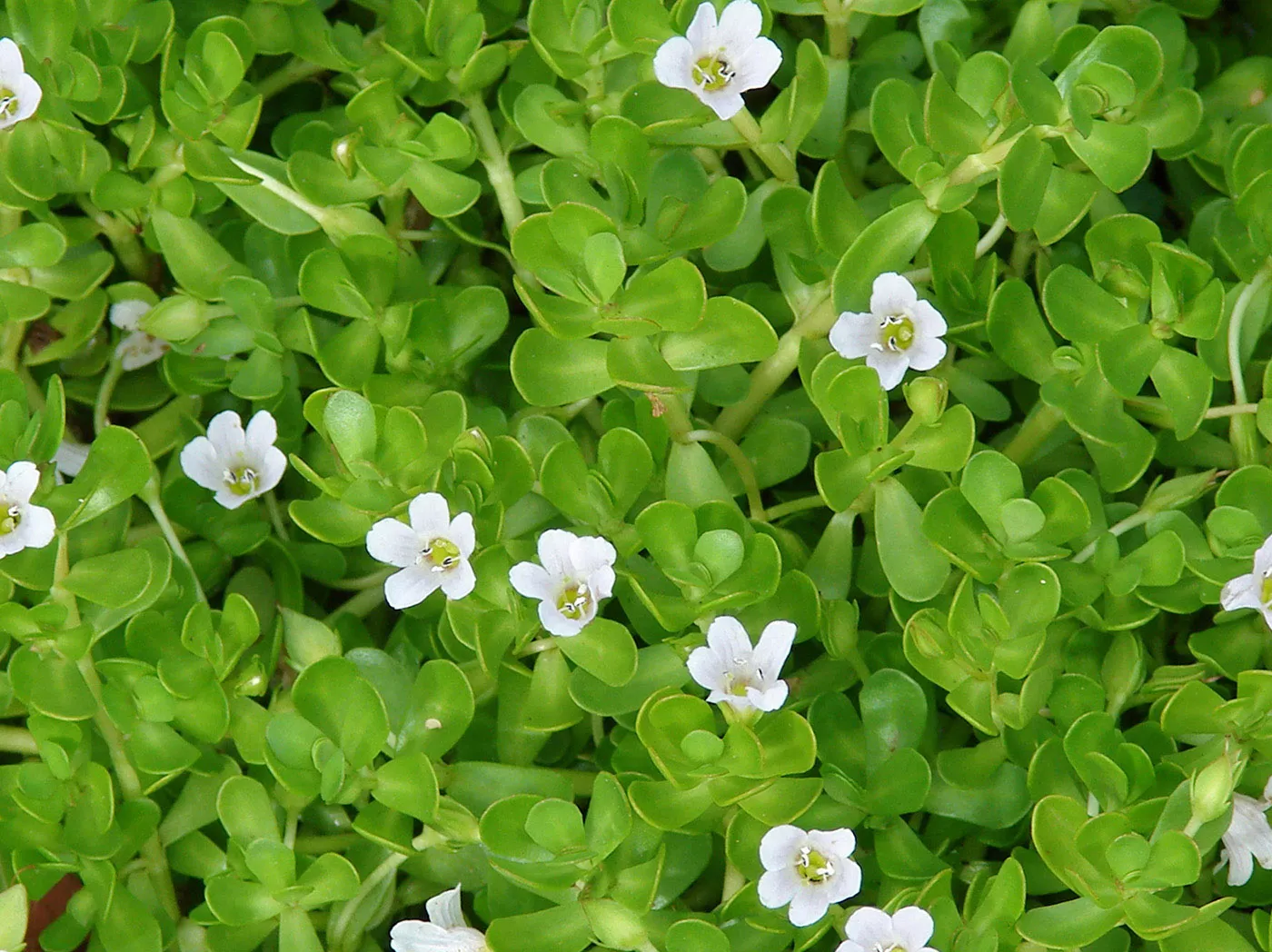 Bacopa Monnieri ingredient used in Neuro Sharp cognitive formula